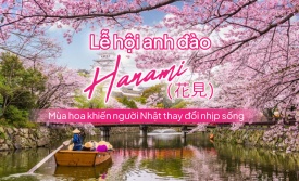Khám phá lễ hội hoa anh đào Hanami Nhật Bản