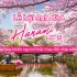 Khám phá lễ hội hoa anh đào Hanami Nhật Bản