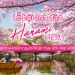 Khám phá lễ hội hoa anh đào Hanami Nhật Bản